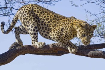 Fotomural  Arbol de leopardo